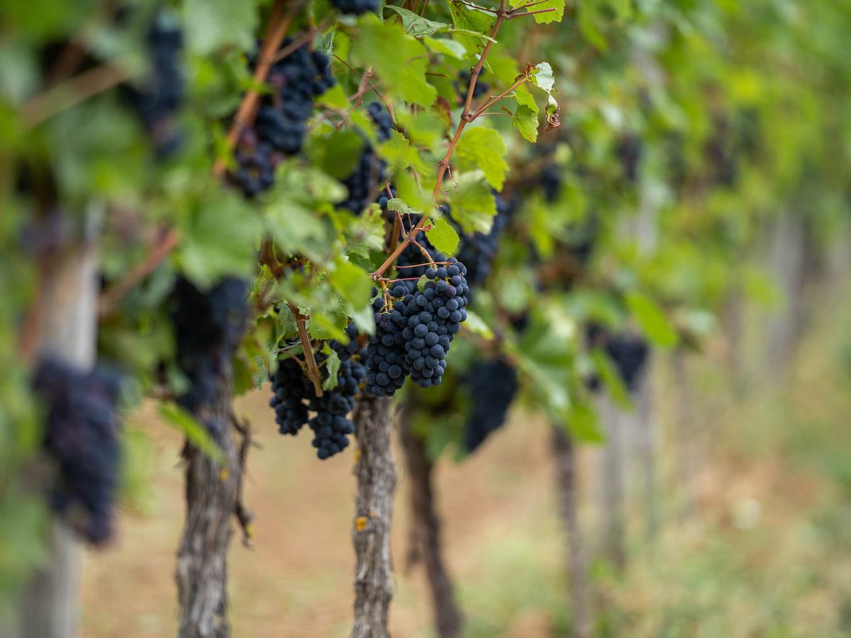 Weinwanderung im Rheingau: Weinberge des Weinguts Jung Dahlen bei Eltville, gegenüber von Mainz