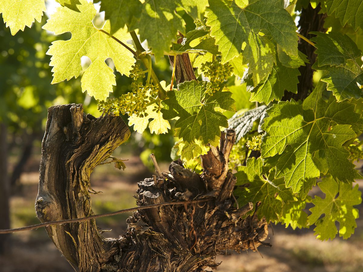 Weinwanderung in Rheinhessen: Weinberge des Weinguts Sandwiese bei Worms